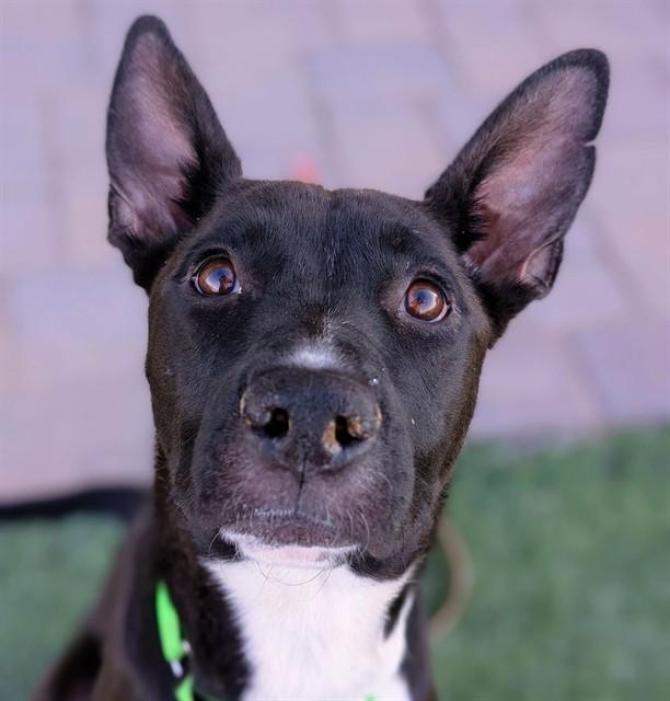 Enlarge RIVER, a Adoptable mixed breed in Tucson, AZ image 1/1