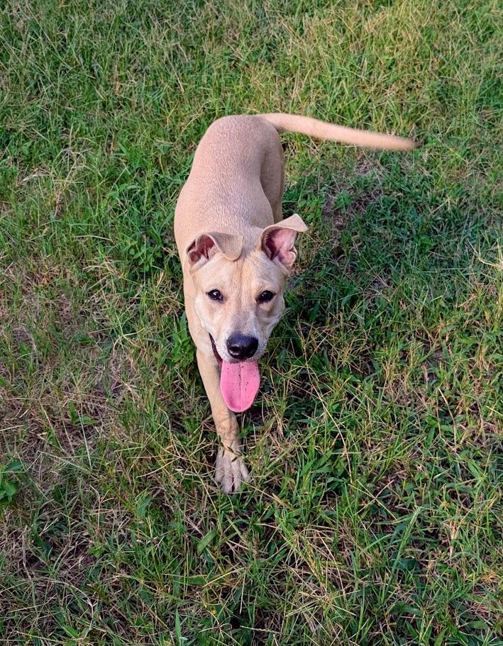 Enlarge Gingerbread - AVAILABLE TO FOSTER OR ADOPT, a Adoptable Mixed Breed in Clayton, NC image 5/6