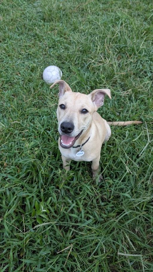 Enlarge Gingerbread - AVAILABLE TO FOSTER OR ADOPT, a Adoptable Mixed Breed in Clayton, NC image 3/6