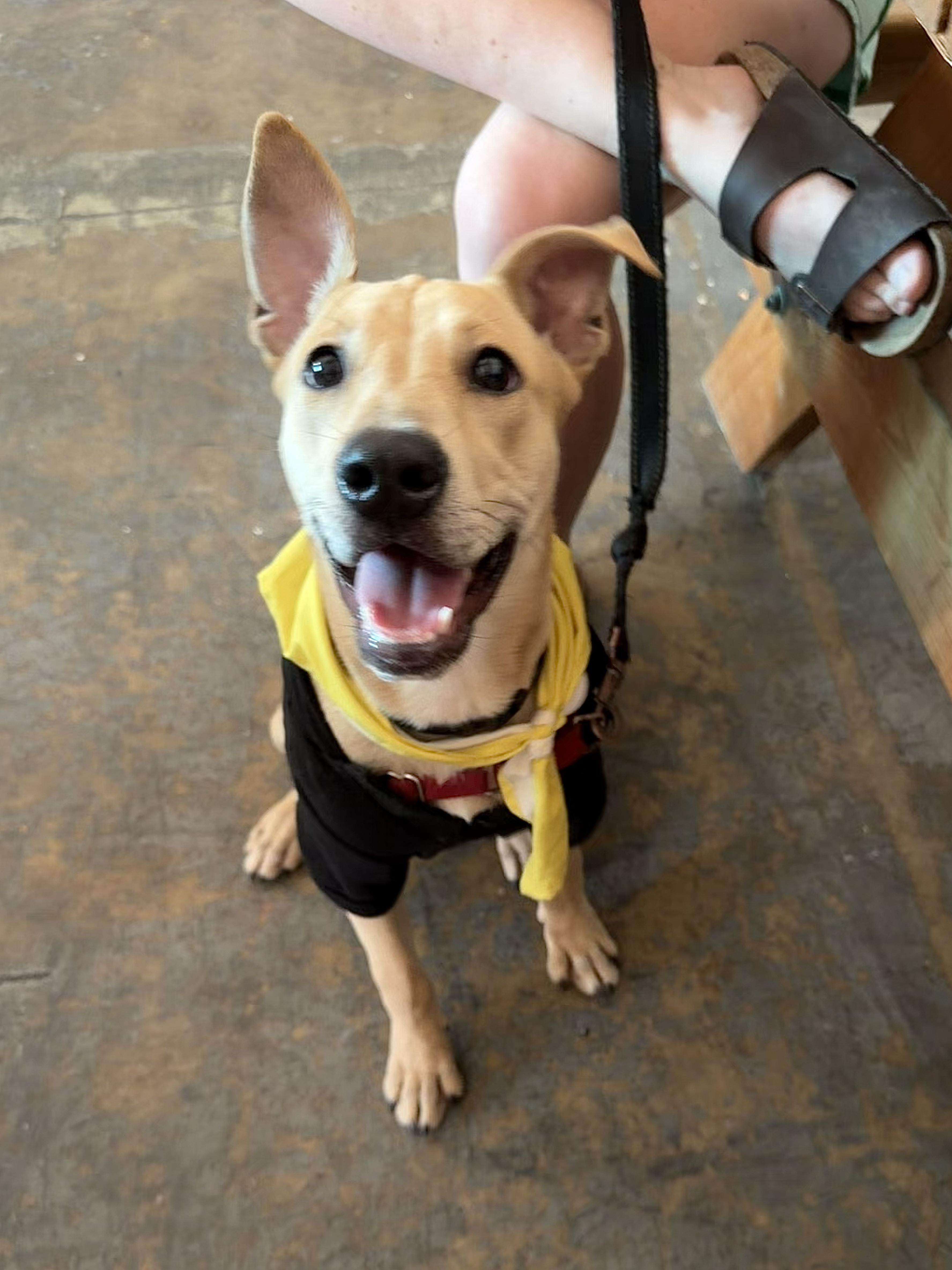 Gingerbread - AVAILABLE TO FOSTER OR ADOPT, Adoptable, Puppy Female Mixed Breed.