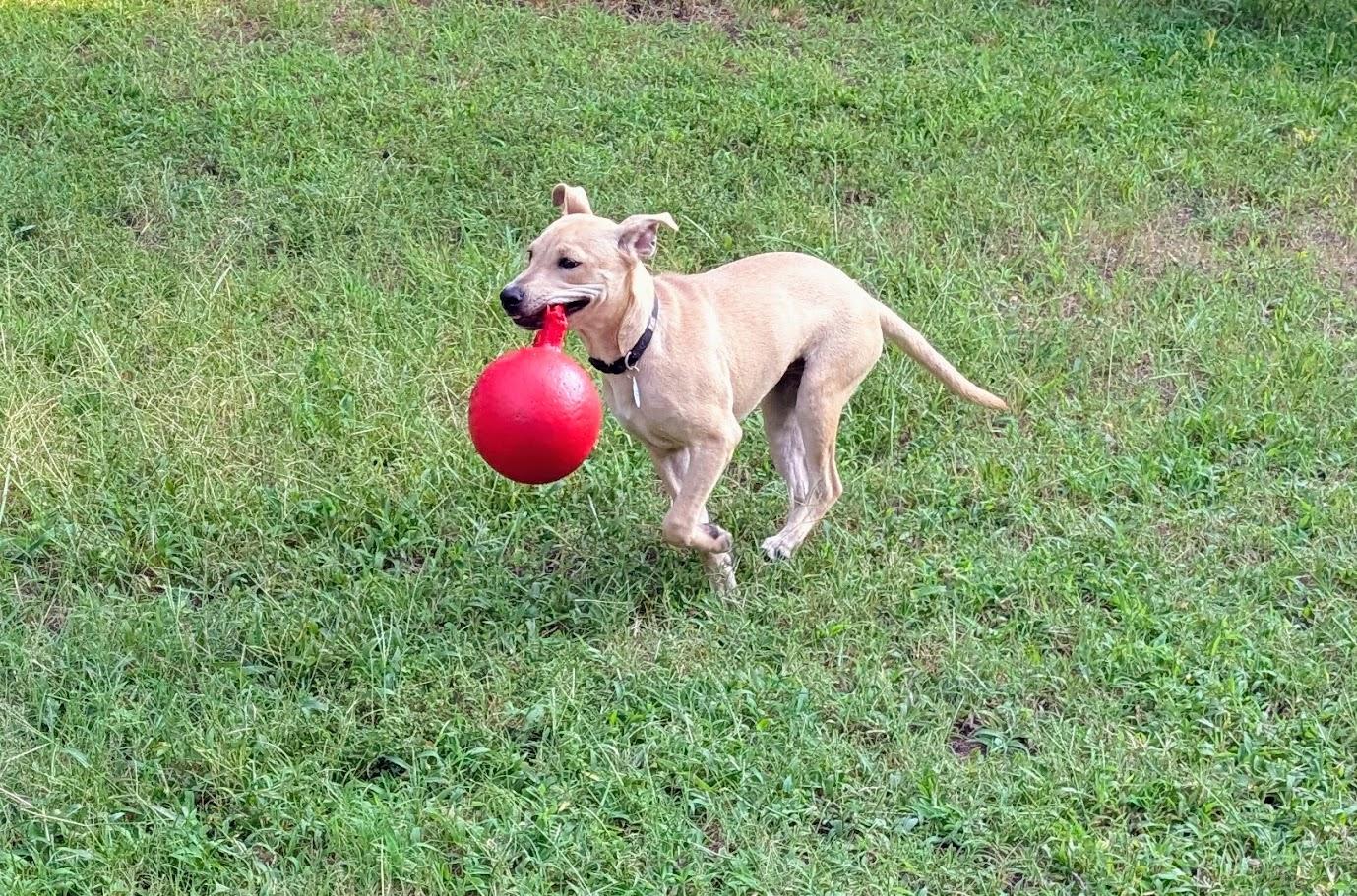 Enlarge Gingerbread - AVAILABLE TO FOSTER OR ADOPT, a Adoptable Mixed Breed in Clayton, NC image 4/6