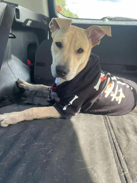 Enlarge Gingerbread - AVAILABLE TO FOSTER OR ADOPT, a Adoptable Mixed Breed in Clayton, NC image 2/6