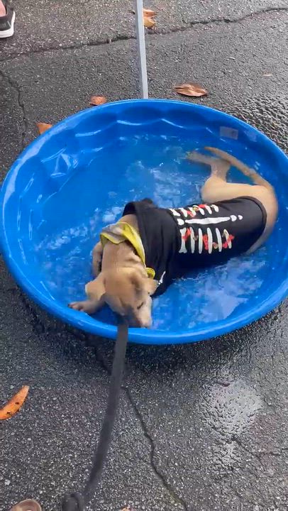 Enlarge Gingerbread - AVAILABLE TO FOSTER OR ADOPT, a Adoptable Mixed Breed in Clayton, NC video 6/6
