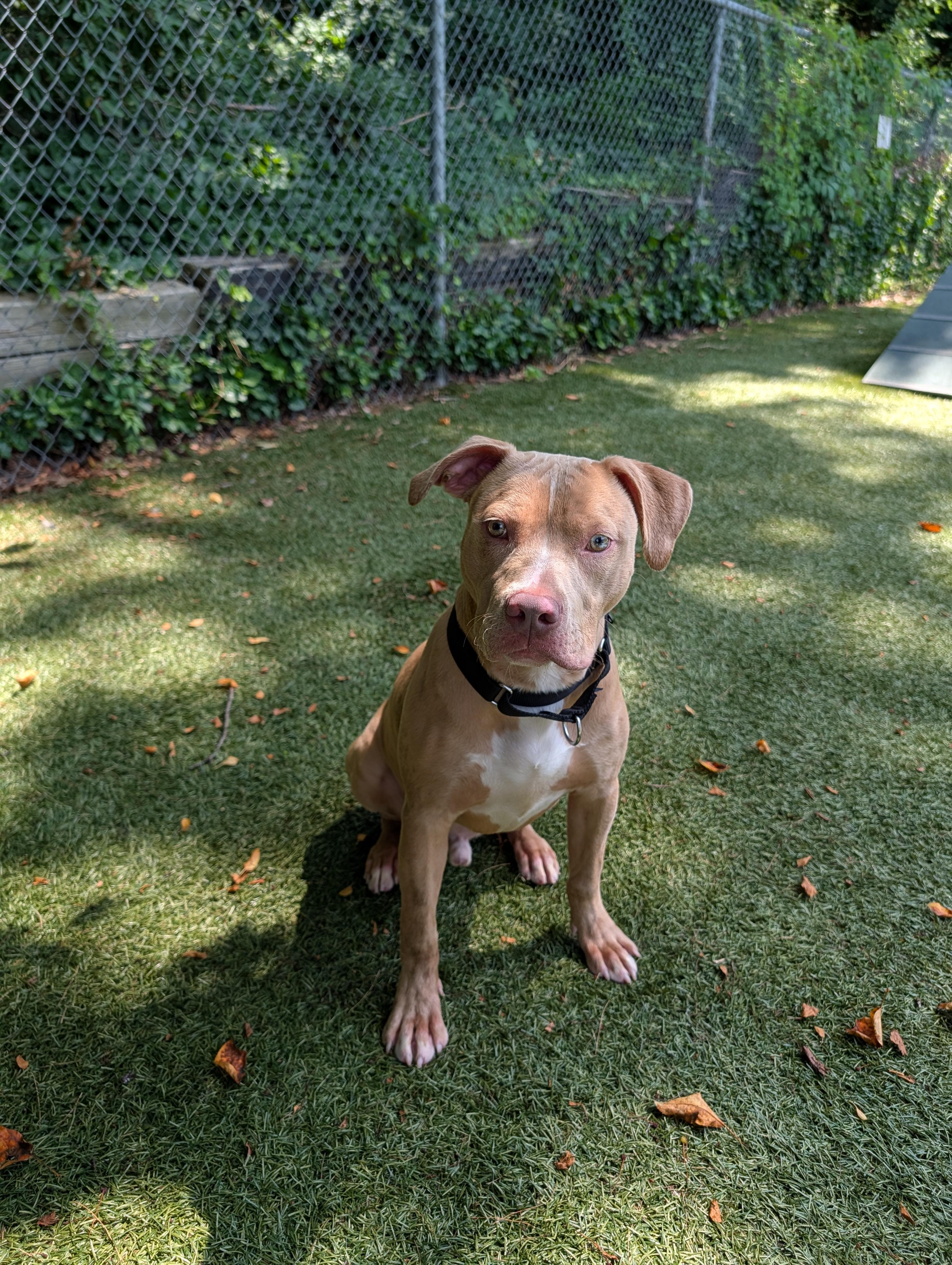 Hercules, an adopted Pit Bull Terrier in Port Washington, NY image 3/3