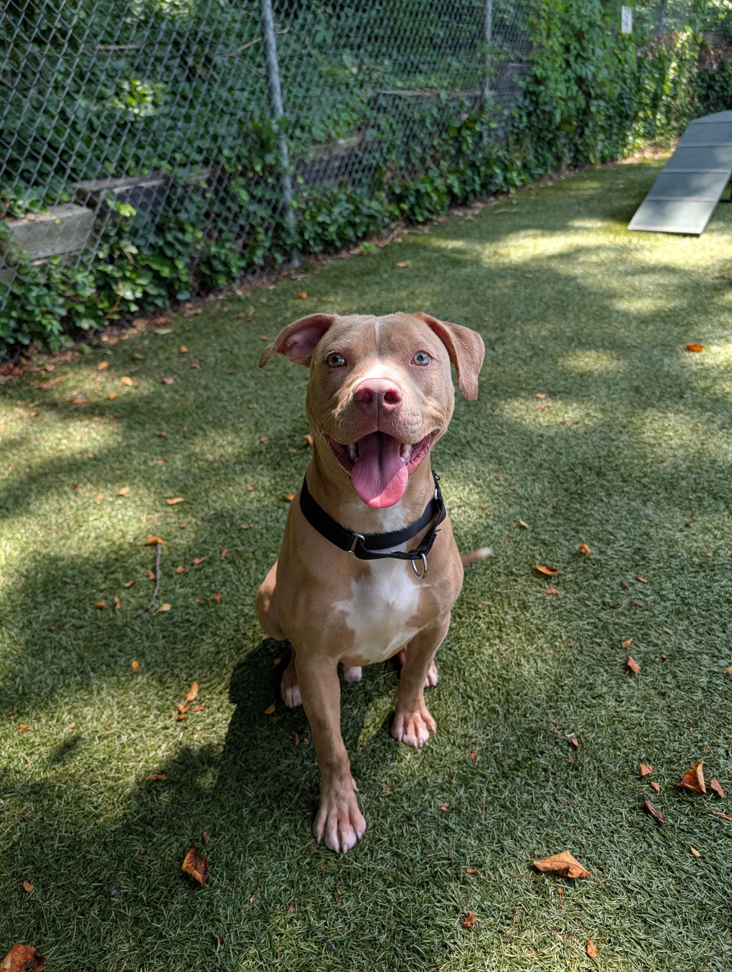 Hercules, an adopted Pit Bull Terrier in Port Washington, NY image 2/3