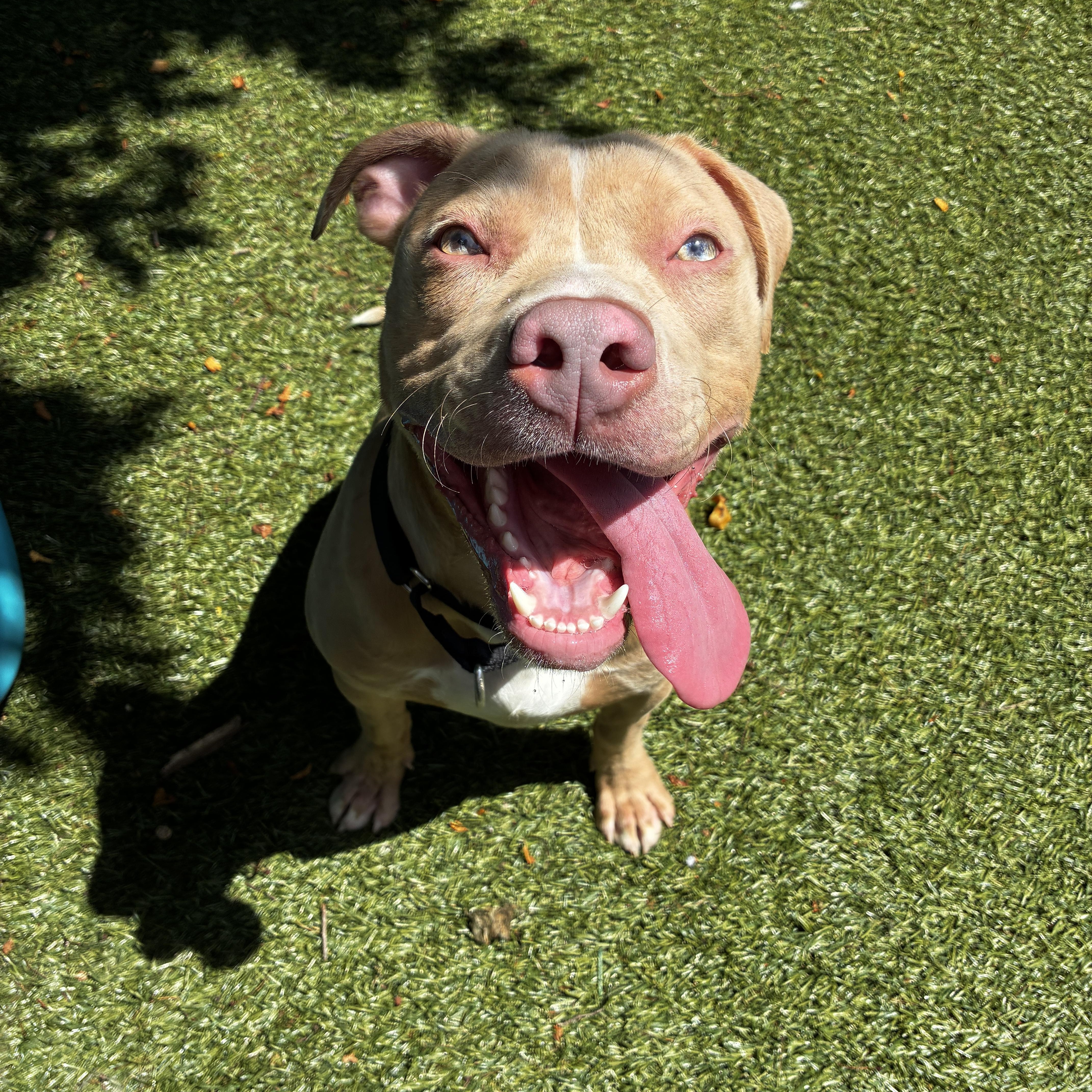 Hercules, adopted, Young Male Pit Bull Terrier.