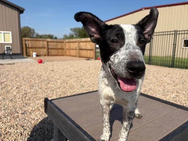 Sydney, Adoptable, Young Female Australian Cattle Dog / Blue Heeler & Border Collie.