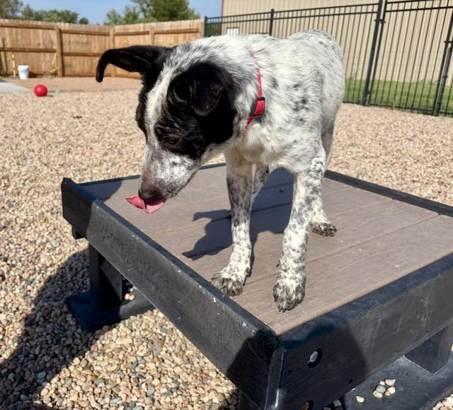 Enlarge Sydney, a Adoptable mixed breed in Seward, NE image 2/2