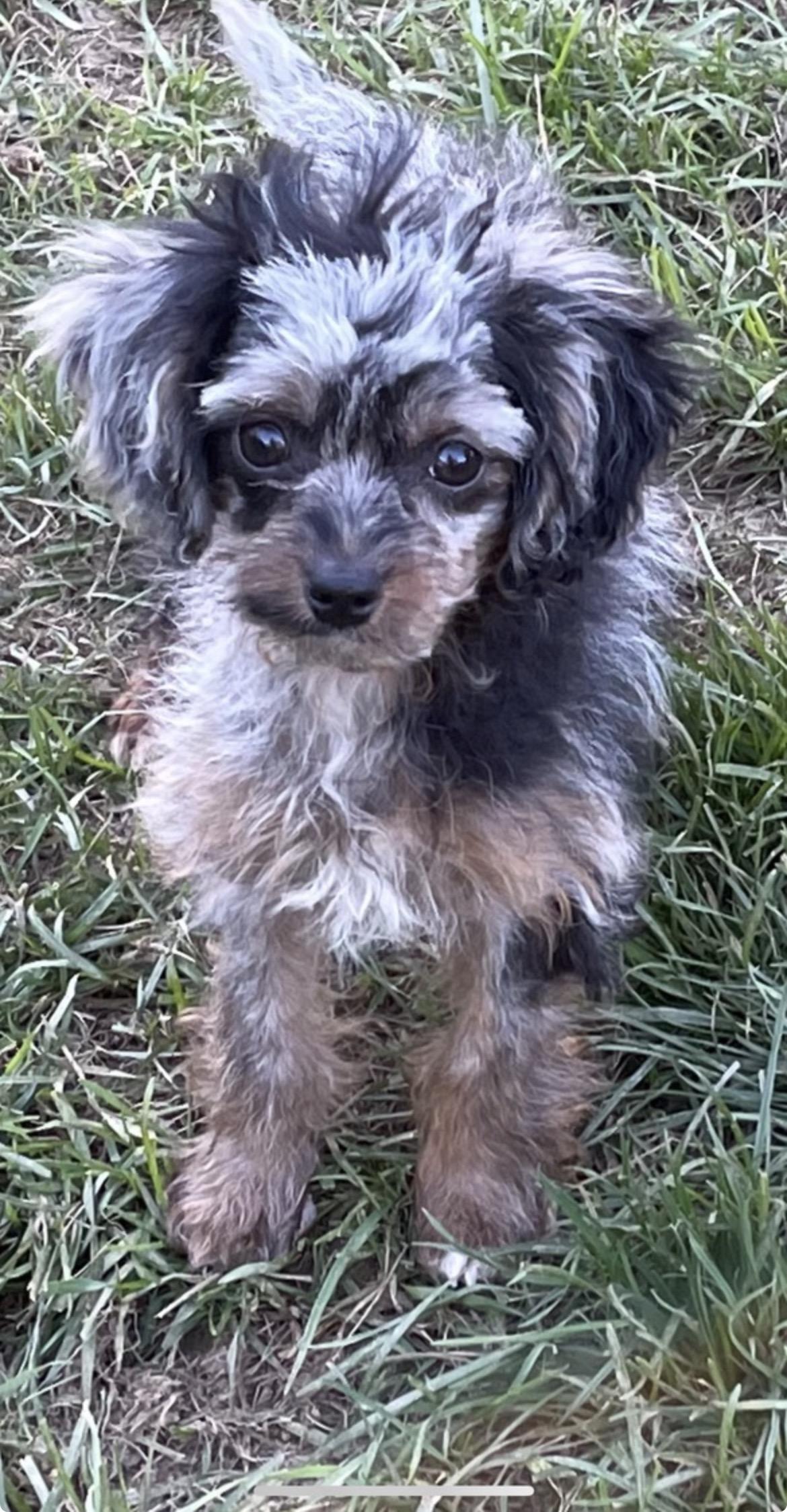 Pebbles, Adoptable, Puppy Female Cavapoo & Yorkshire Terrier.