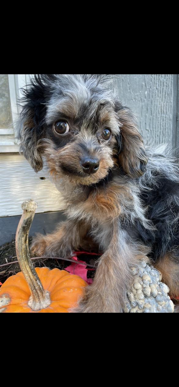 Enlarge Pebbles, a Adoptable mixed breed in Lincoln University, PA image 2/4