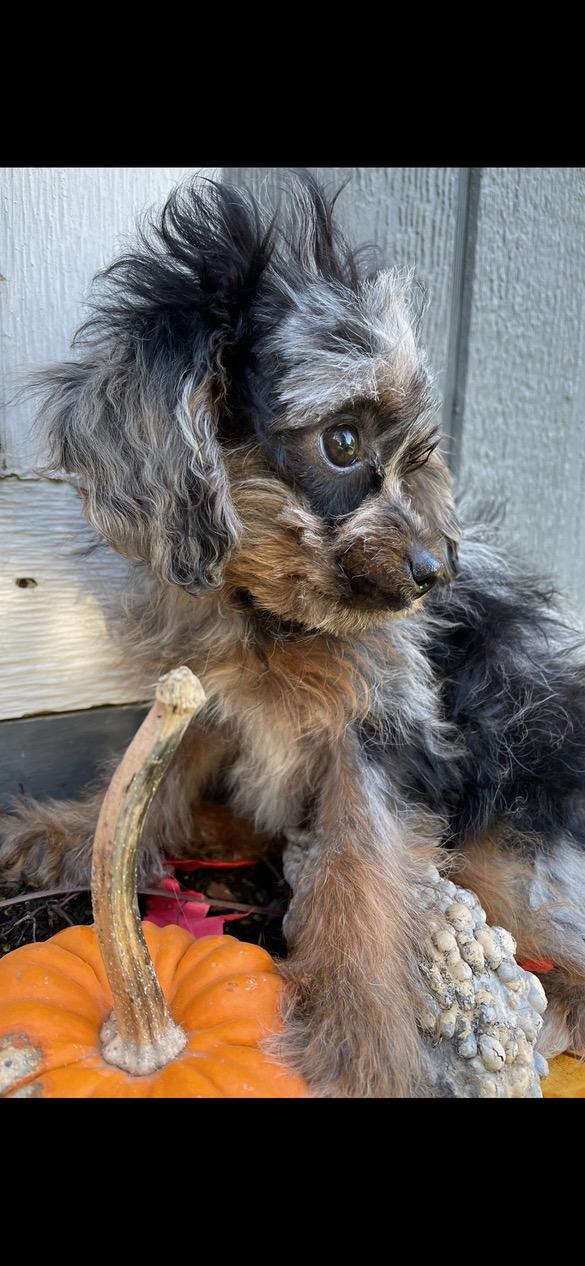 Enlarge Pebbles, a Adoptable mixed breed in Lincoln University, PA image 3/4