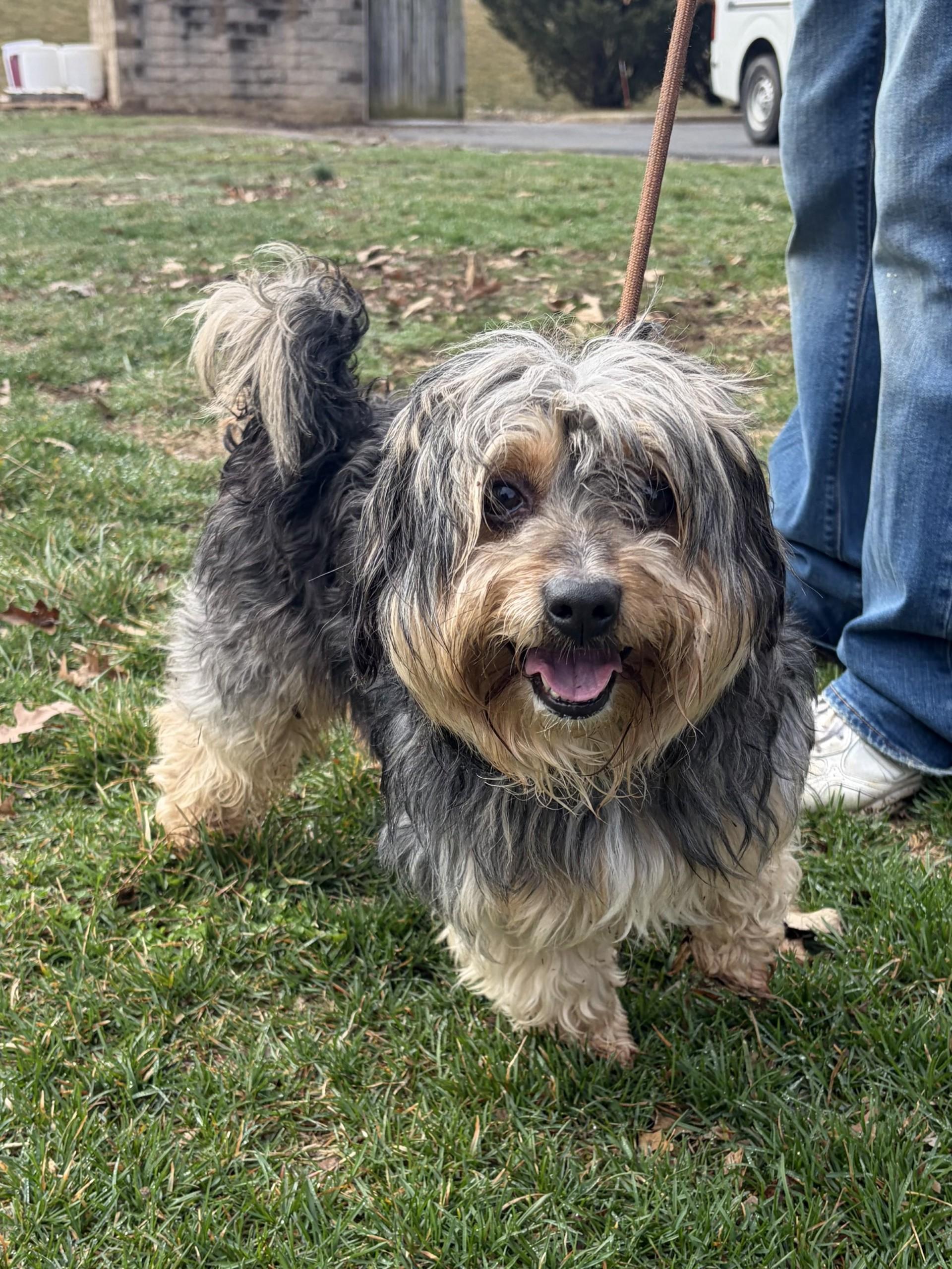 Stormie, ADOPTABLE, Adult Male Terrier.