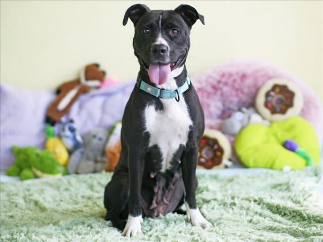 PRIYA, Adoptable, Adult Female Staffordshire Bull Terrier.