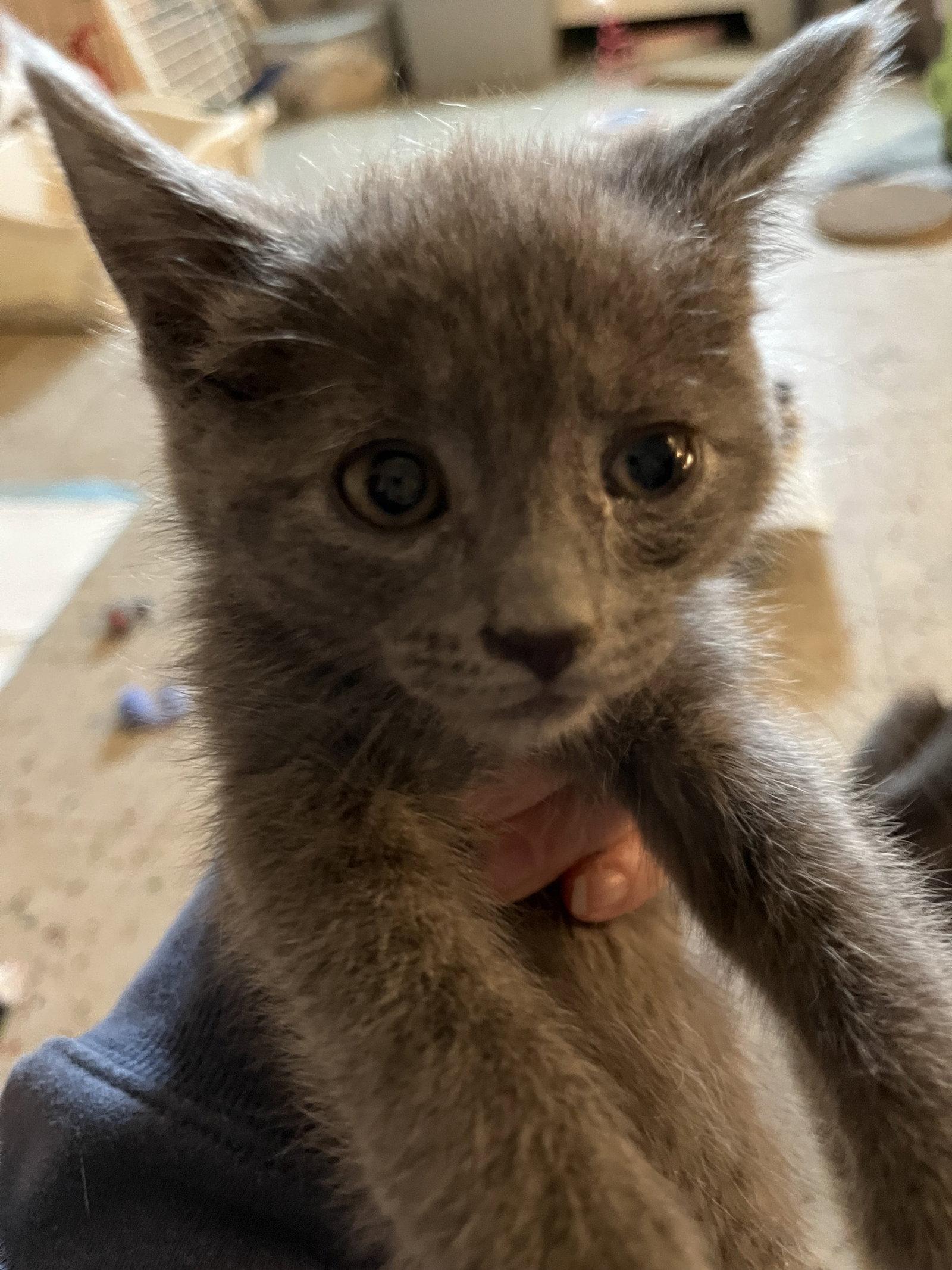 Jax Gray, Adopted, Kitten Male Domestic Short Hair.