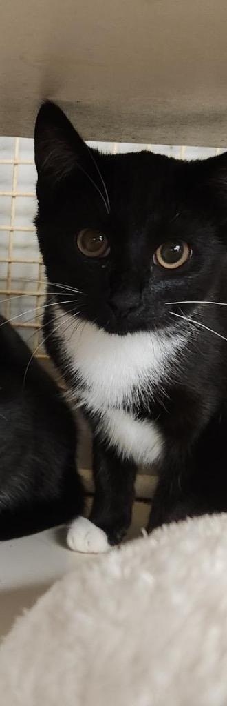 Enlarge Orca, a Adopted mixed breed in Tampa, FL image 1/1