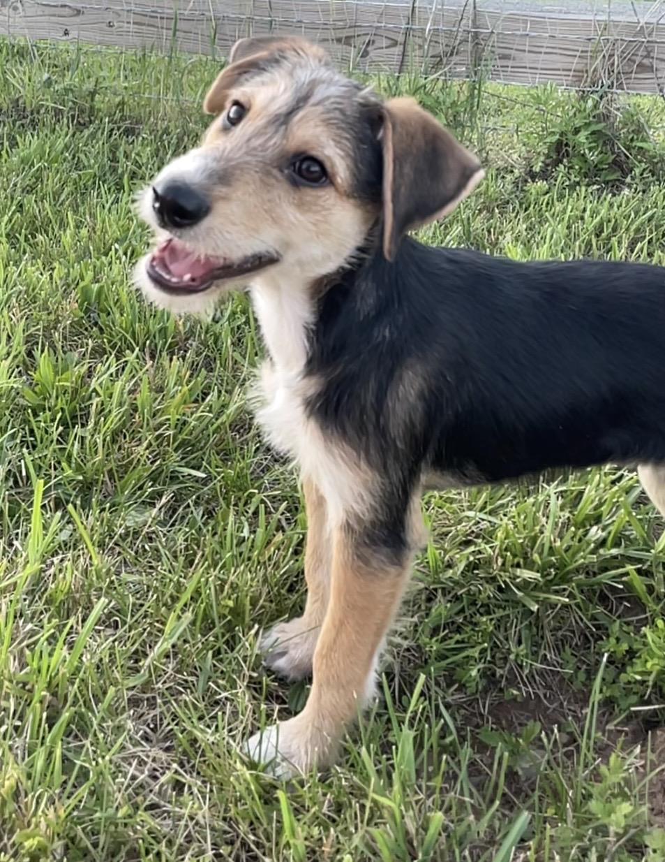 Sandy, ADOPTABLE, Puppy Female German Wirehaired Pointer & Labrador Retriever.