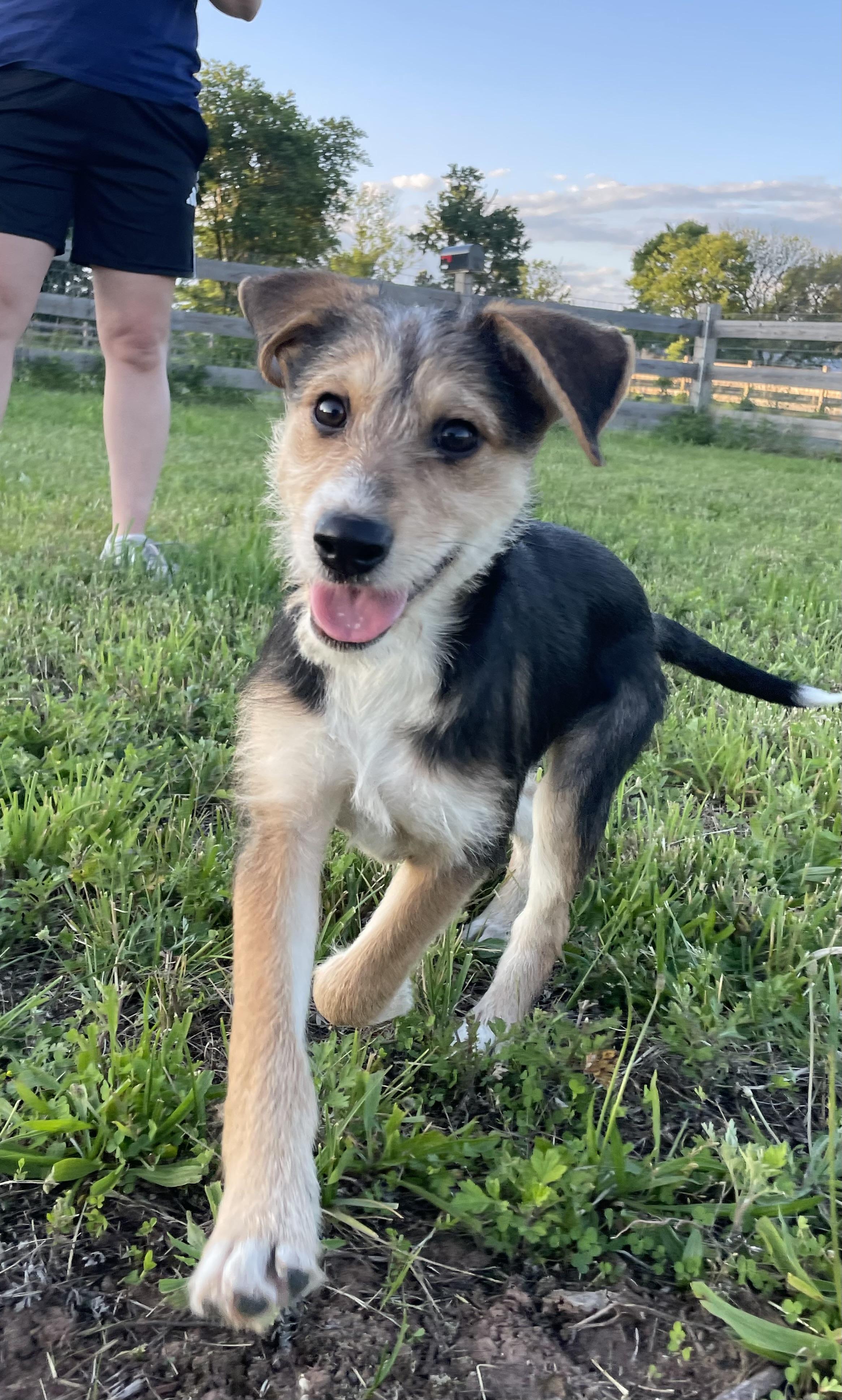 Sandy, a ADOPTABLE mixed breed in Ewing, NJ image 3/6