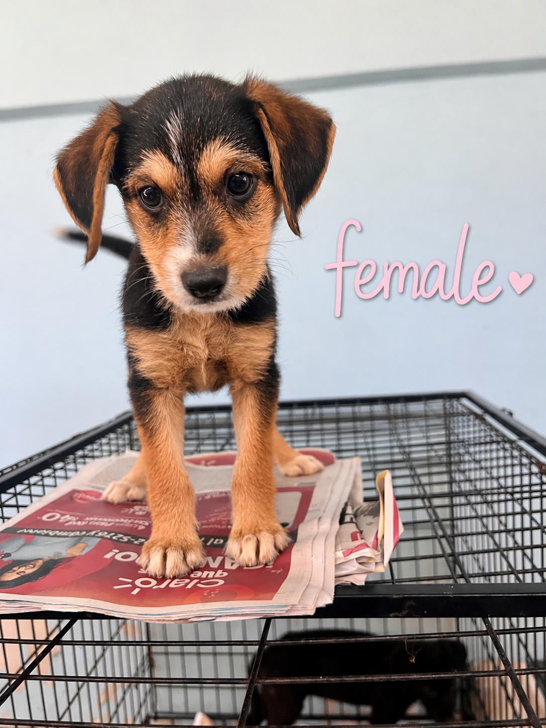 Enlarge Nova, a ADOPTABLE mixed breed in Ewing, NJ image 2/3