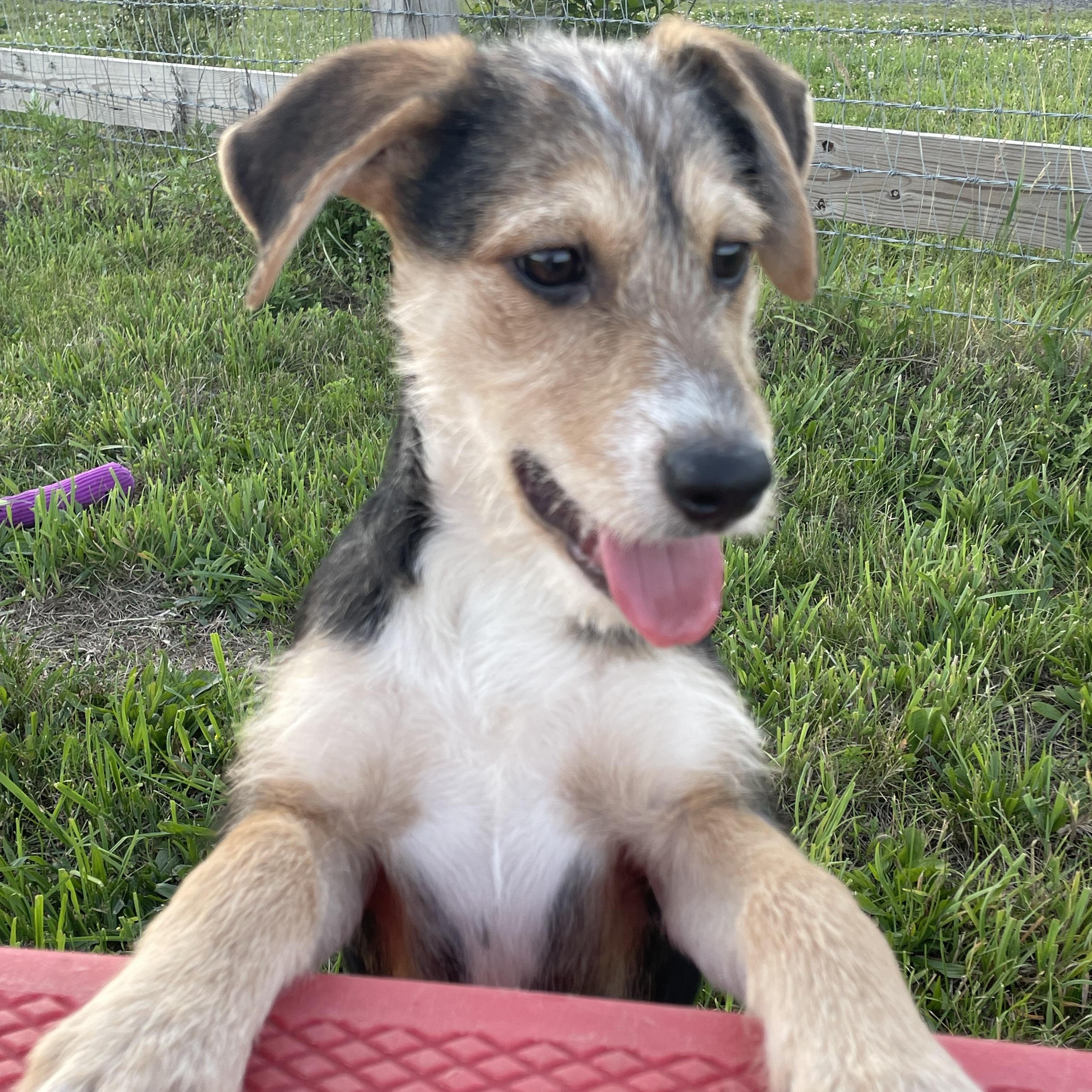 Sandy, a ADOPTABLE mixed breed in Ewing, NJ image 5/6