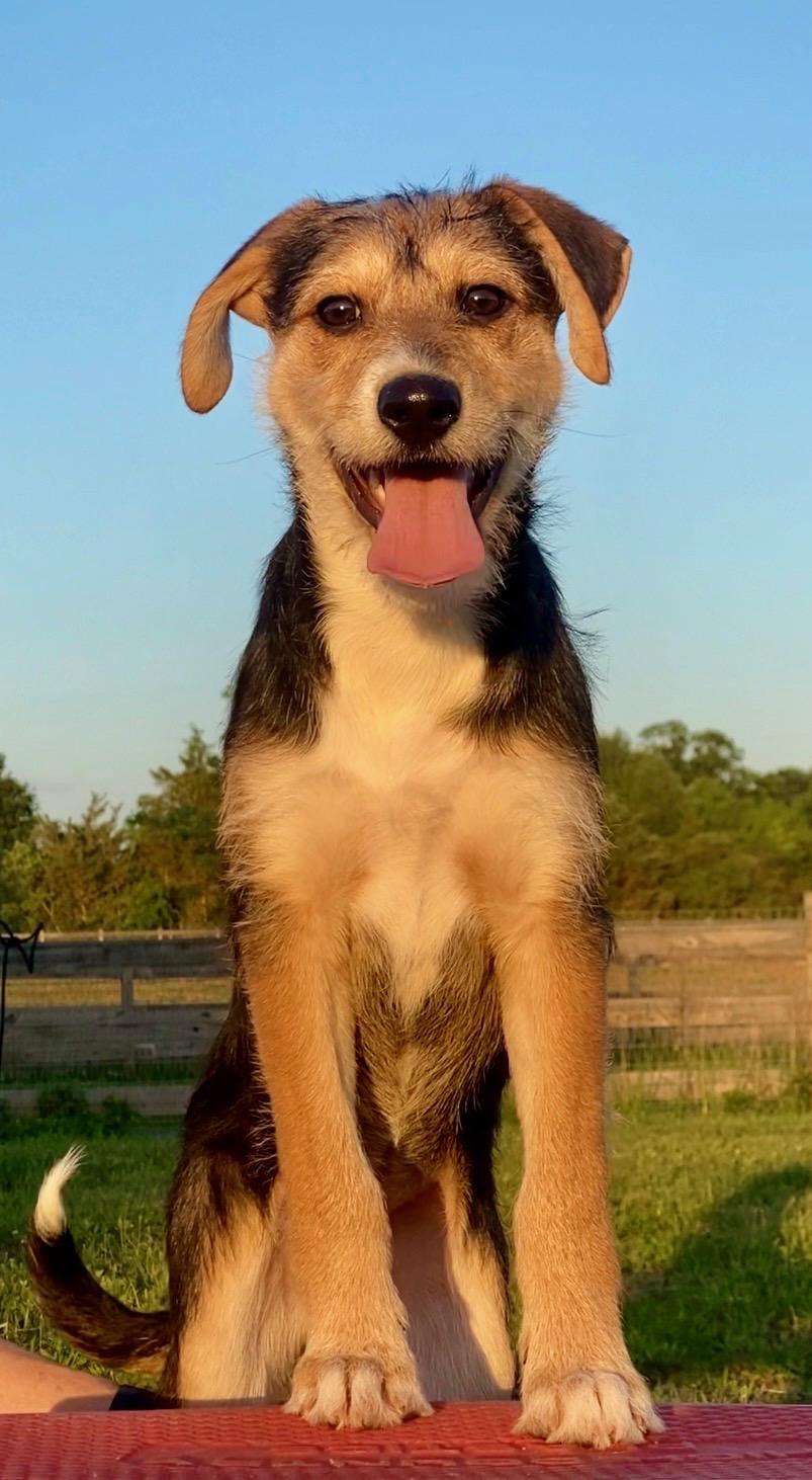 Sandy, a ADOPTABLE mixed breed in Ewing, NJ image 6/6