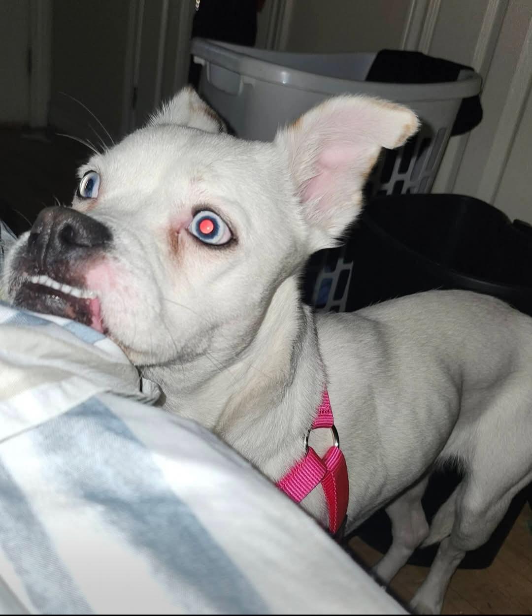 Friday, an adopted mixed breed in Petawawa, ON image 3/4