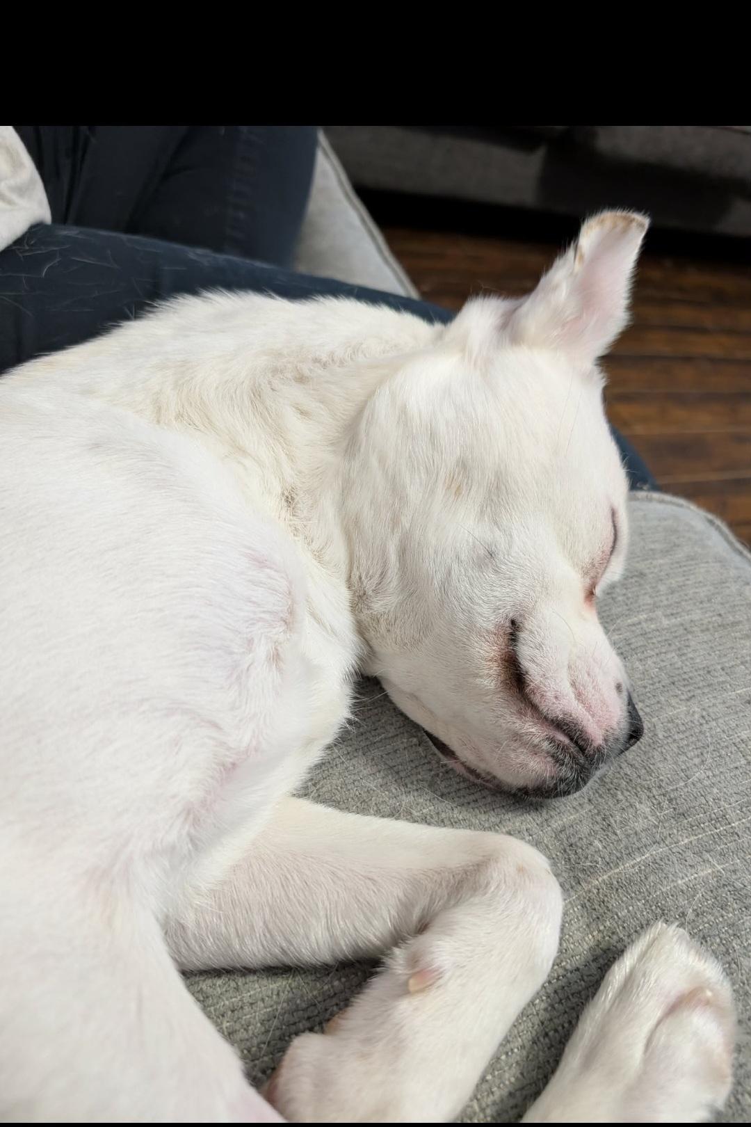 Friday, an adopted mixed breed in Petawawa, ON image 2/4