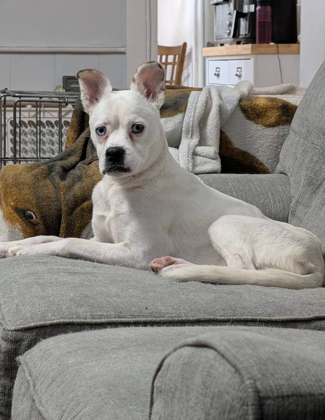 Friday, adopted, Young Female Boxer.