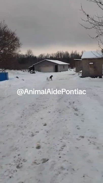 Enlarge Friday, an adopted mixed breed in Petawawa, ON video 4/4