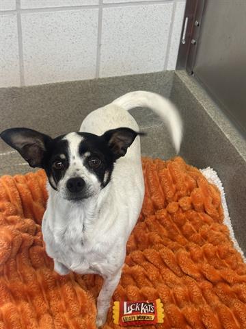 LITTLE RICKY, Adoptable, Senior Male Chihuahua.