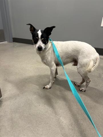 Enlarge LITTLE RICKY, a Adoptable Chihuahua in San Martin, CA image 1/1