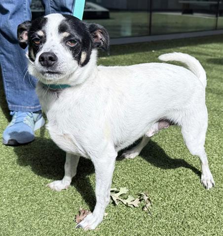 Enlarge LITTLE RICKY, a Adoptable Chihuahua in San Martin, CA image 1/1