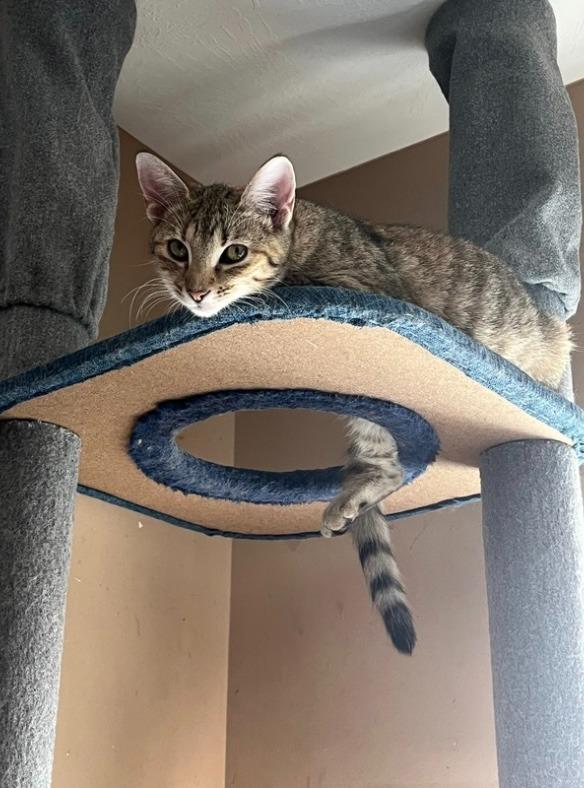 Sari, Adoptable, Young Female Domestic Short Hair.