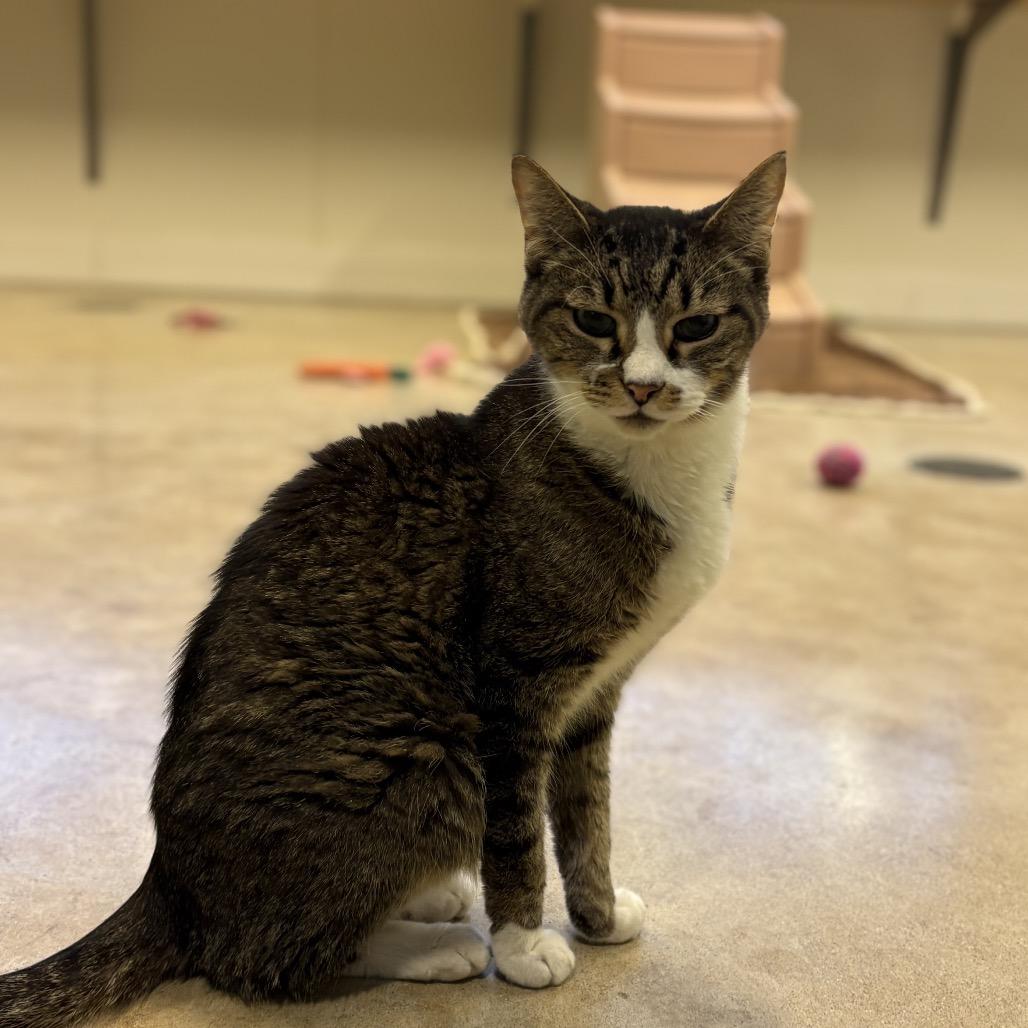 Enlarge Wilco, a Adoptable Domestic Short Hair in Chicago, IL image 2/4