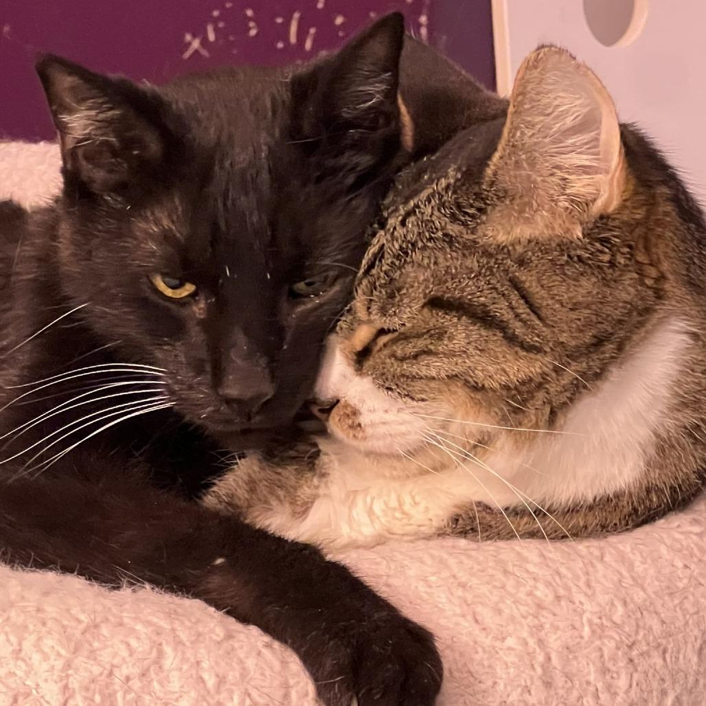 Enlarge Wilco, a Adoptable Domestic Short Hair in Chicago, IL image 3/4