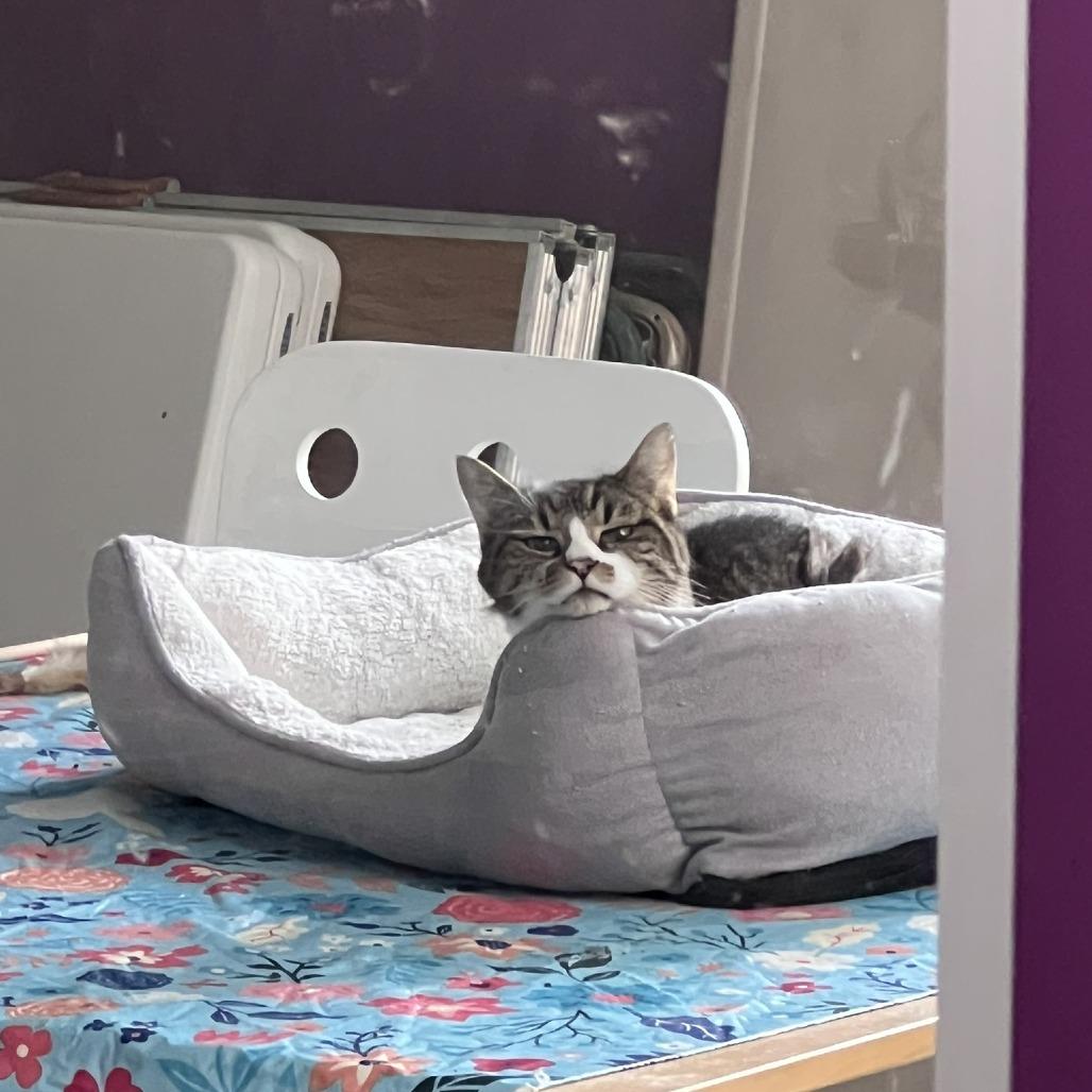 Enlarge Wilco, a Adoptable Domestic Short Hair in Chicago, IL image 4/4