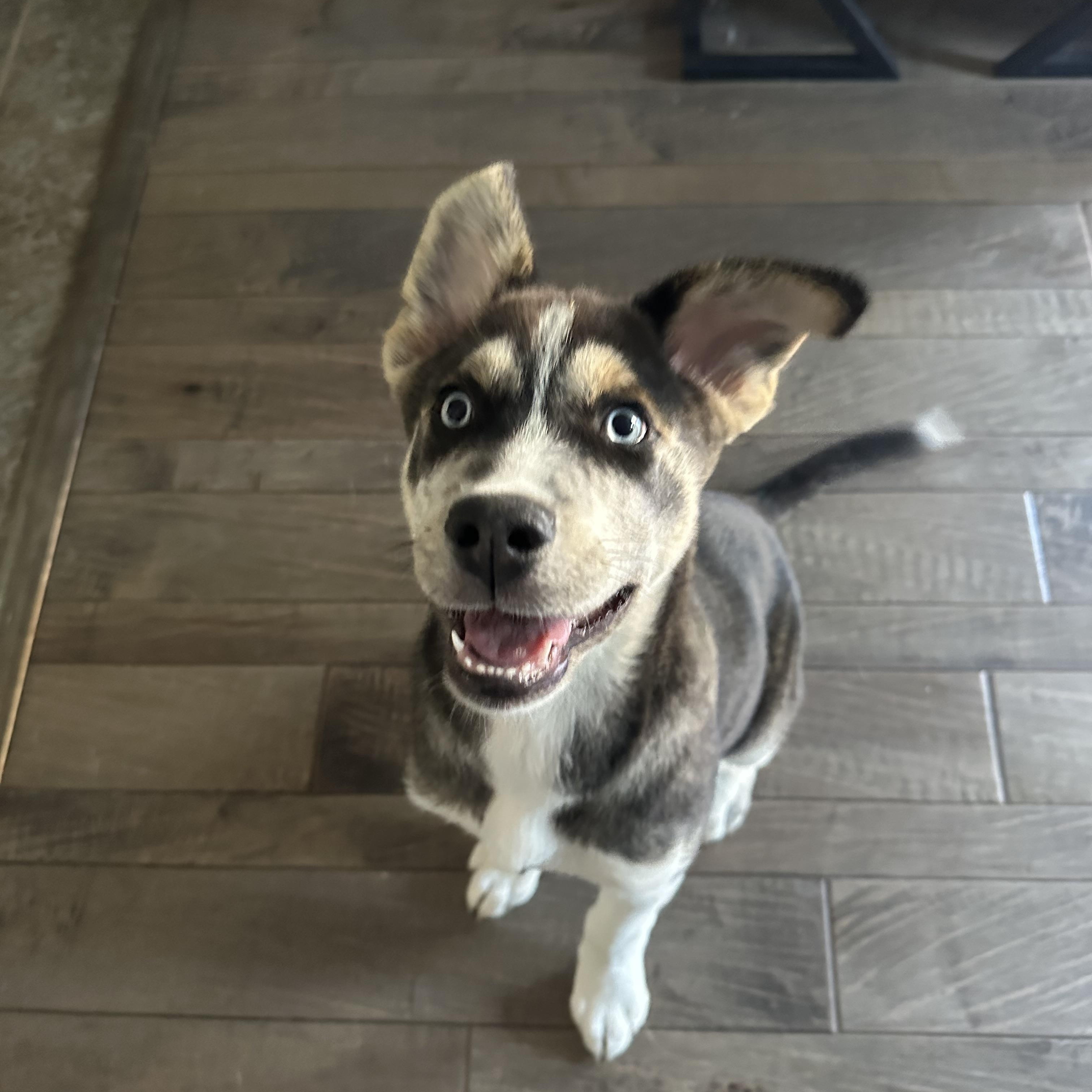 Padme, an adoptable Husky in Hawkestone, ON, L0L 1T0 | Photo Image 2