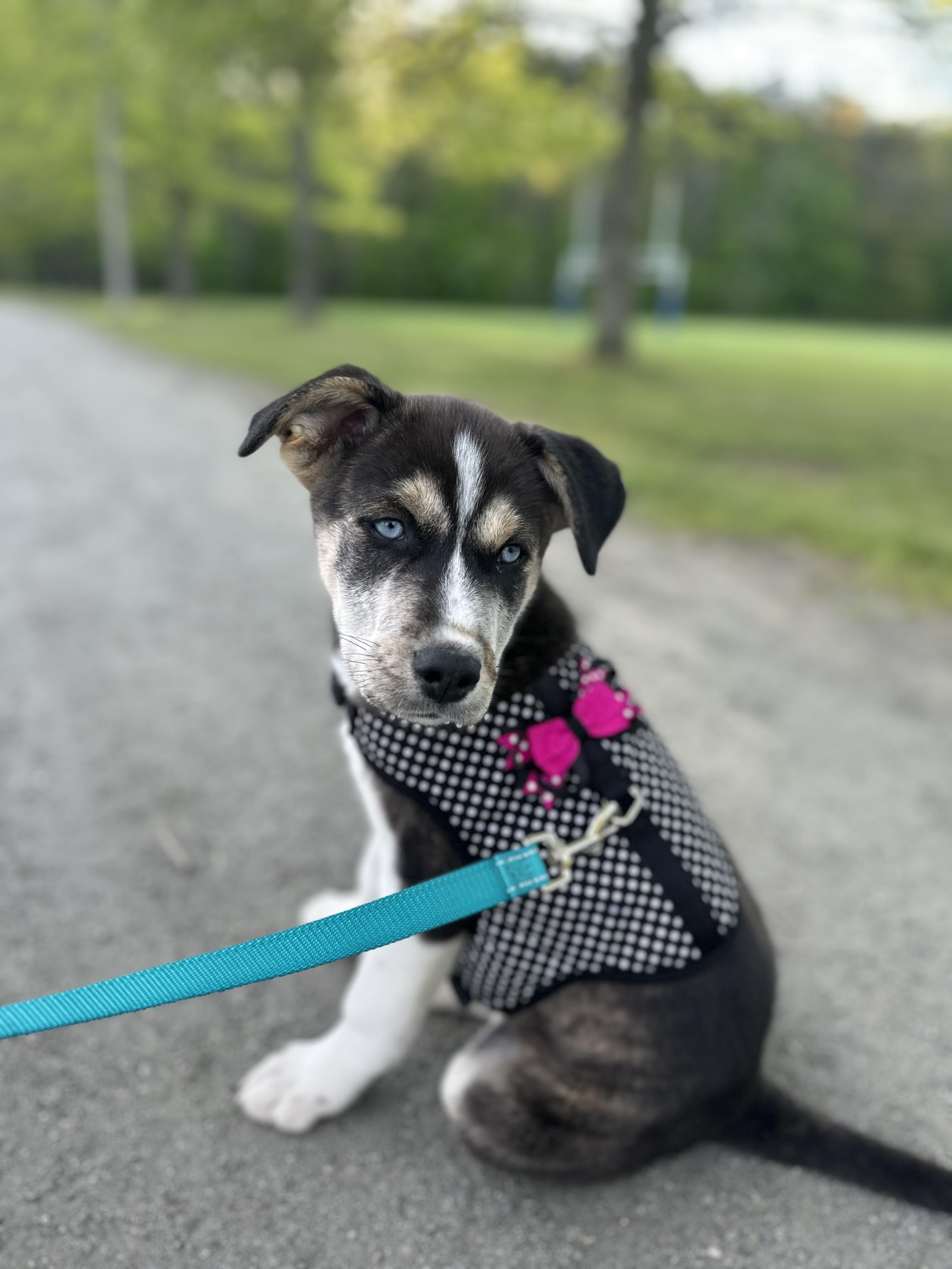 Padme, an adoptable Husky in Hawkestone, ON, L0L 1T0 | Photo Image 3