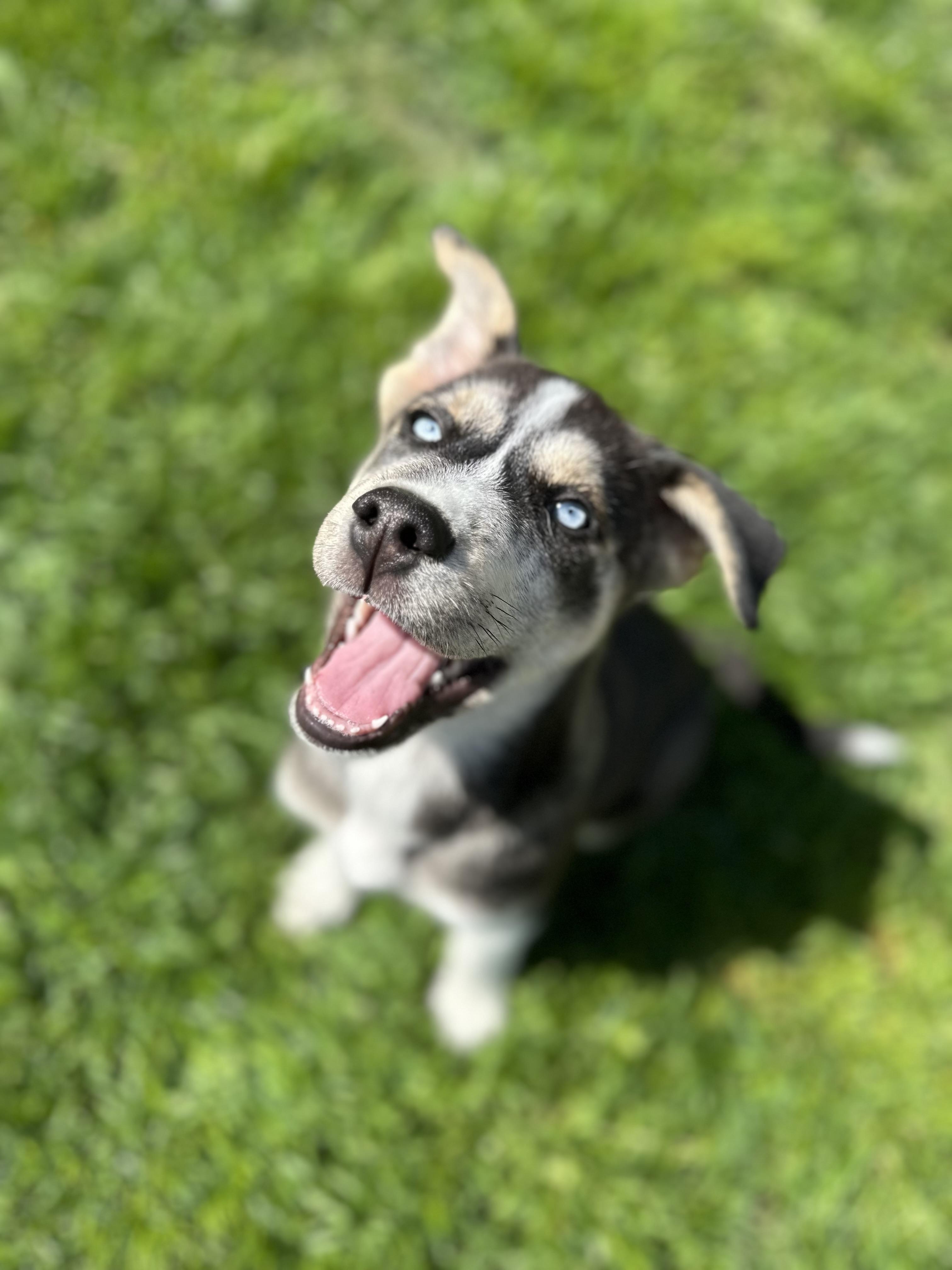 Padme, an adoptable Husky in Hawkestone, ON, L0L 1T0 | Photo Image 1