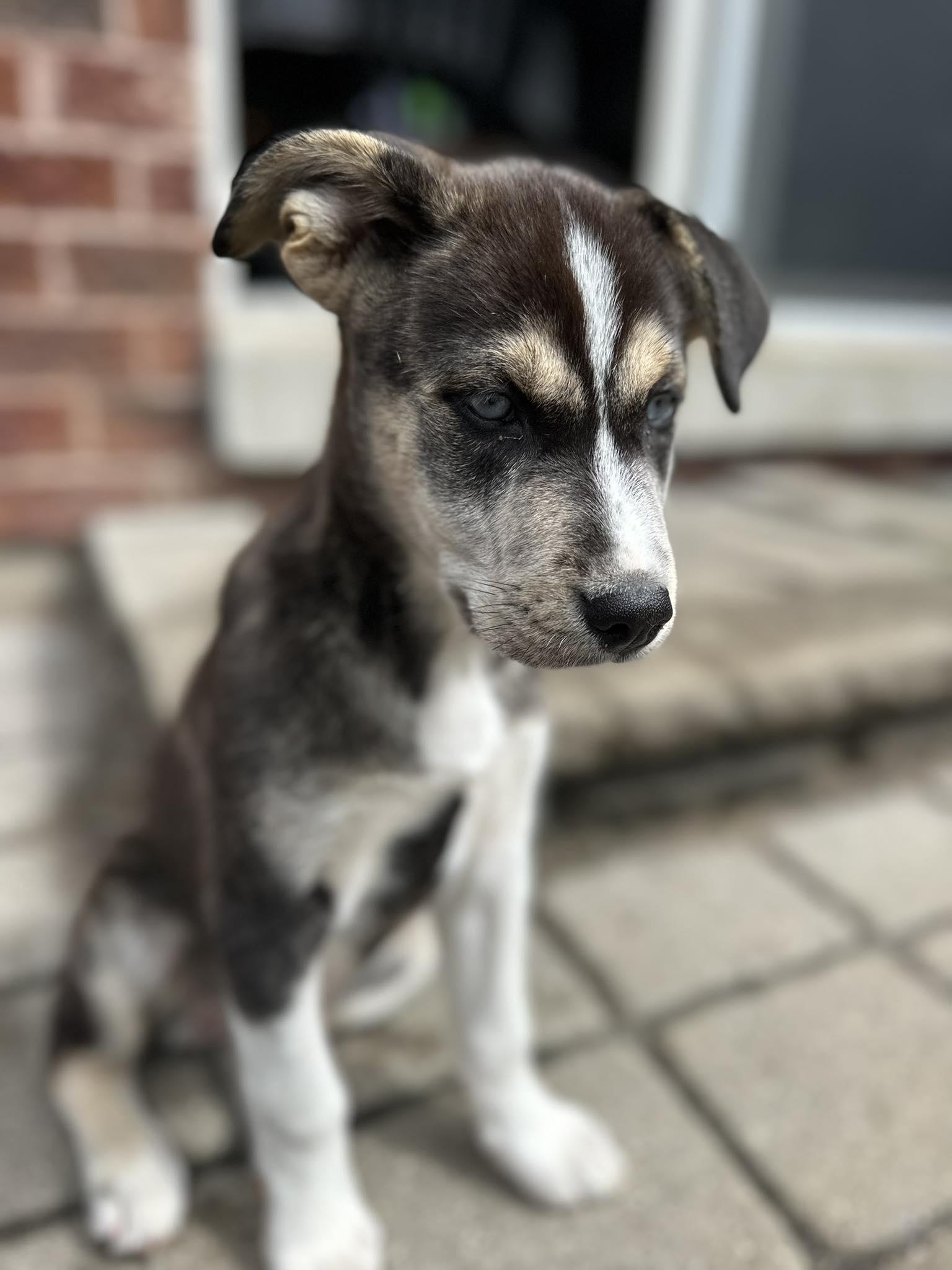 Padme, an adoptable Husky in Hawkestone, ON, L0L 1T0 | Photo Image 4