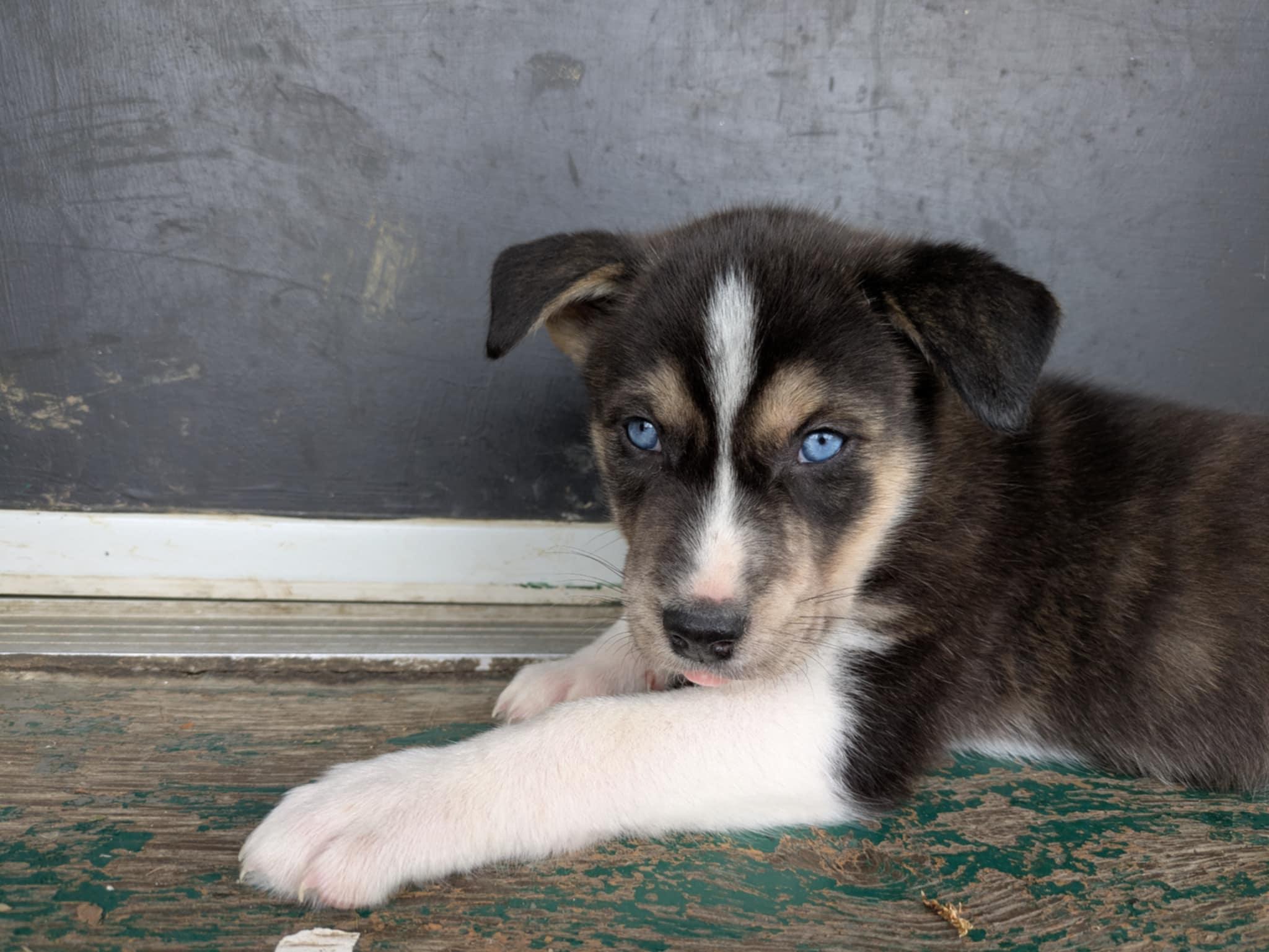 Padme, an adoptable Husky in Hawkestone, ON, L0L 1T0 | Photo Image 5