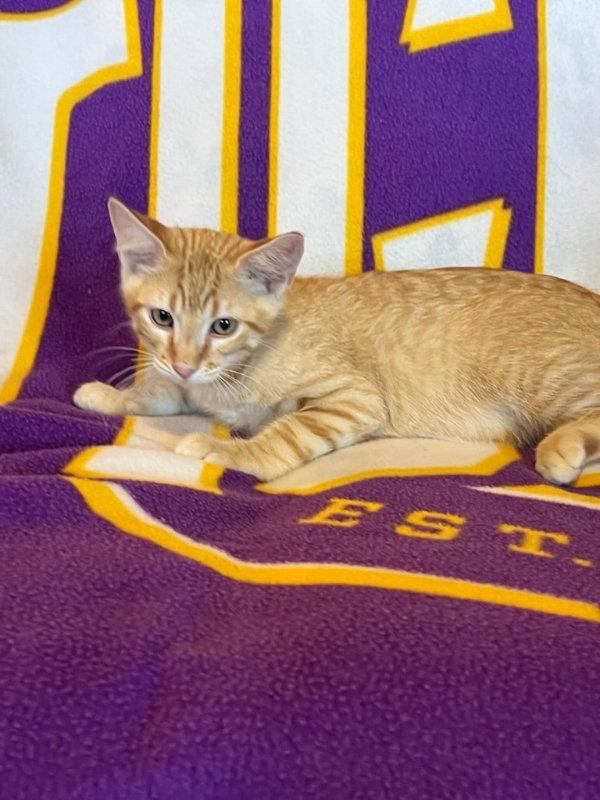 Enlarge Sponge Bob, a Adoptable mixed breed in Pineville, LA image 1/3