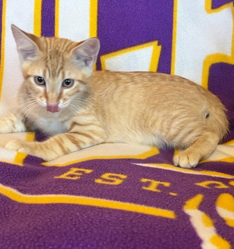Enlarge Sponge Bob, a Adoptable mixed breed in Pineville, LA image 2/3