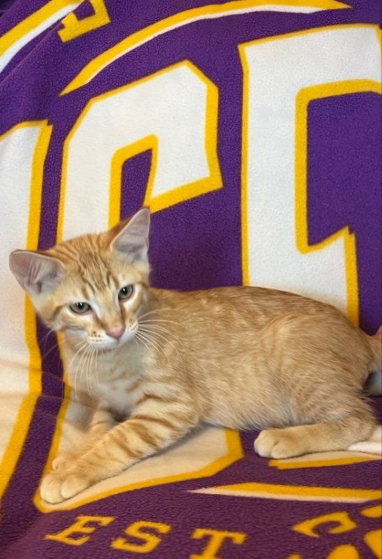Enlarge Sponge Bob, a Adoptable mixed breed in Pineville, LA image 3/3
