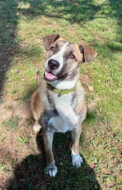 Mac, Adoptable, Young Male German Shepherd Dog.