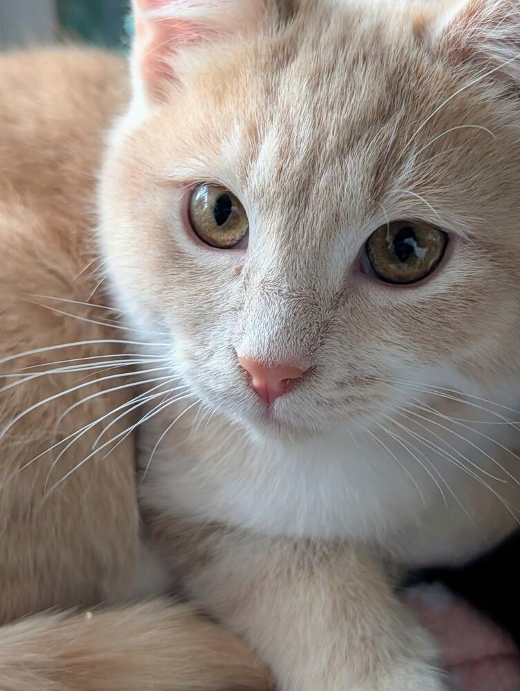 Enlarge Gingersnap, a Adoptable Domestic Short Hair in Louisa, VA image 1/4