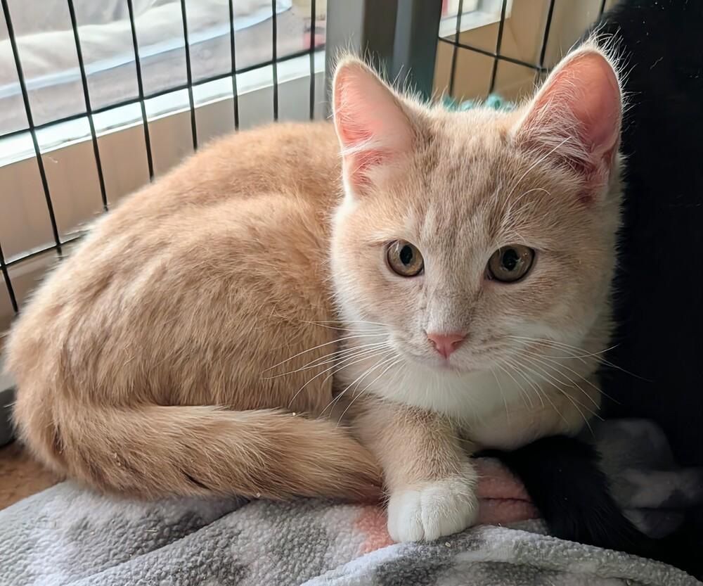 Enlarge Gingersnap, a Adoptable Domestic Short Hair in Louisa, VA image 4/4