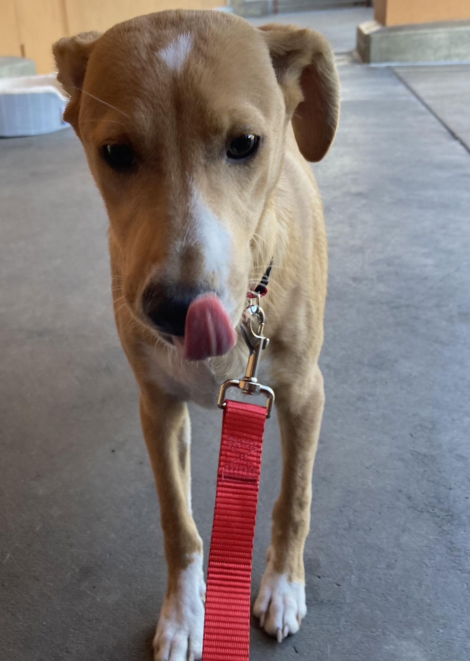 Rudy, a Adoptable Terrier in Escondido, CA image 1/2