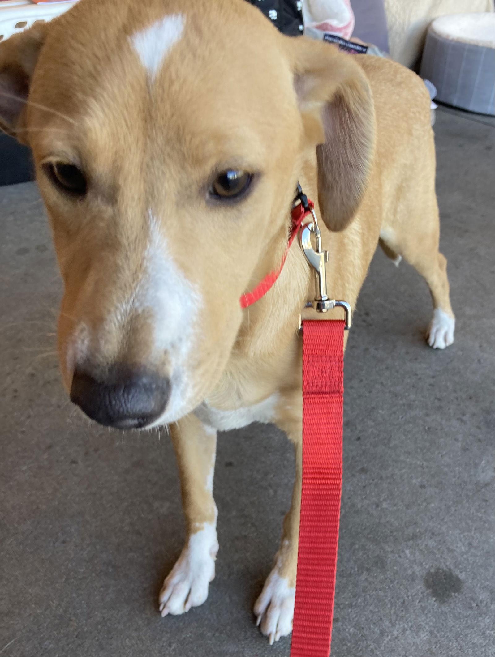 Rudy, a Adoptable Terrier in Escondido, CA image 2/2