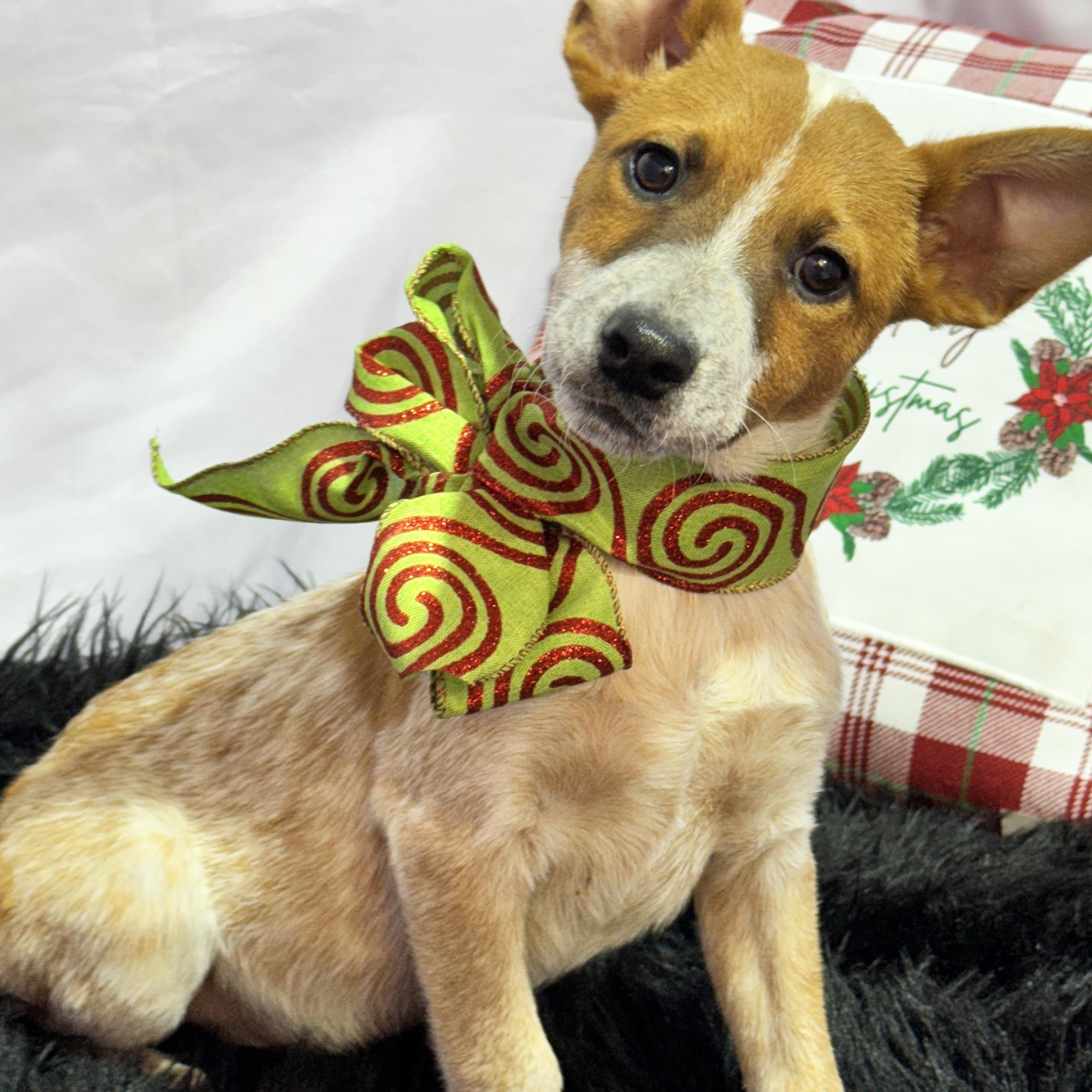 KING, Adoptable, Puppy Male Australian Cattle Dog / Blue Heeler.