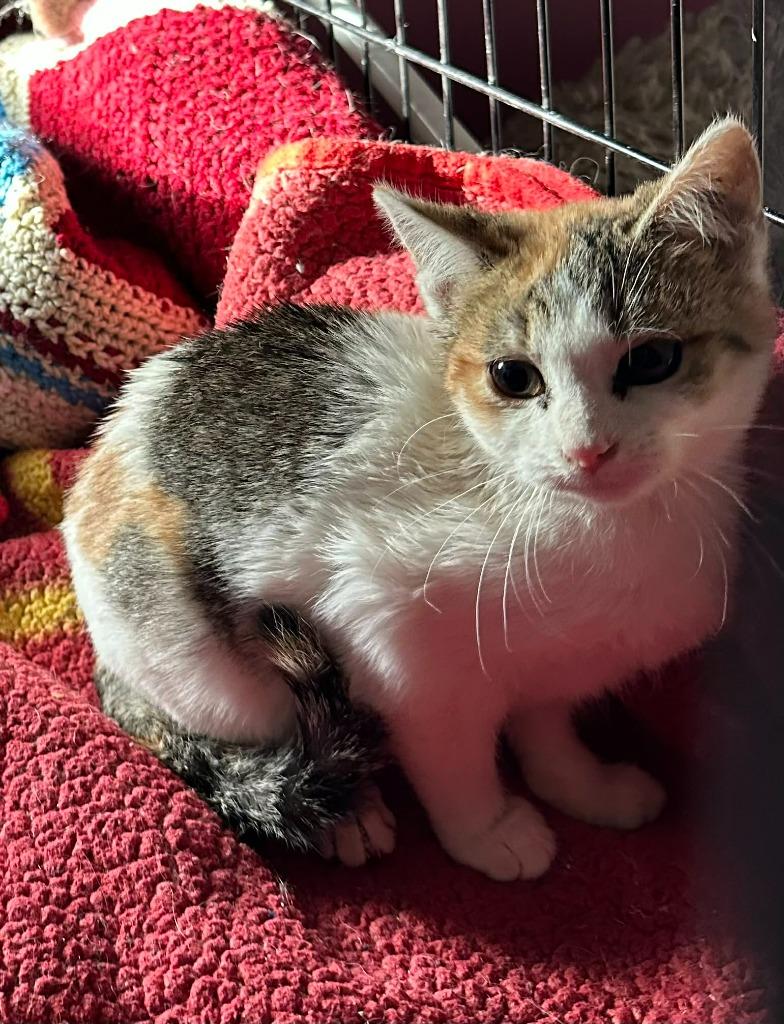 Audrey, Adoptable, Kitten Female Calico.